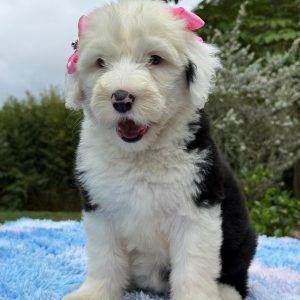 Cachorro Sheepadoodle
