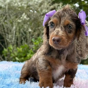 Cachorro Teckel Merlene Pelo Largo - Tamaño Mini