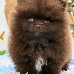Cachorro Pomerania Mini