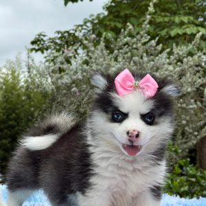 Cachorro Ponsky Mini