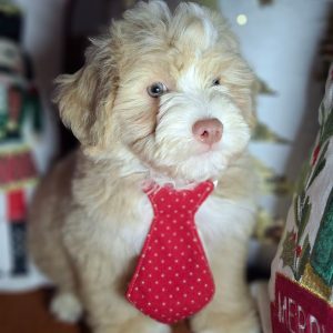 Cachorro Doodles mini