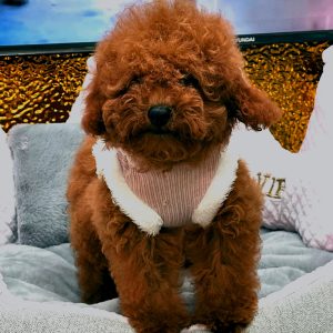 Cachorro Doodles mini