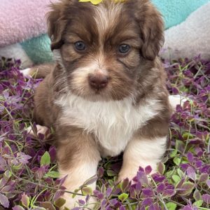 Cachorro Doodles mini