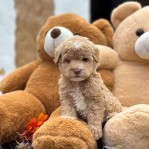 Cachorro Doodles mini