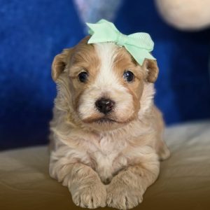 Doodles Mini Bicolor