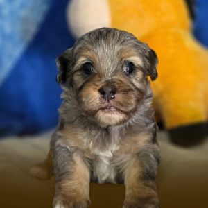 Doodles Mini Merle