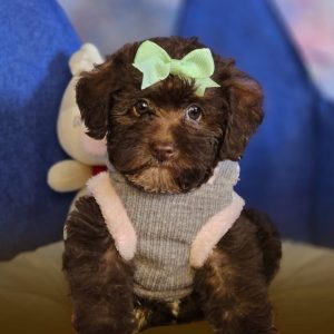 Doodles Mini Chocolate