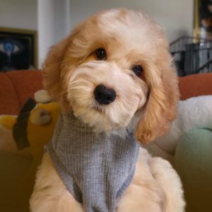 Doodles Mini