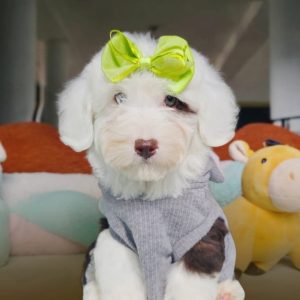 Doodles Mini Bicolor