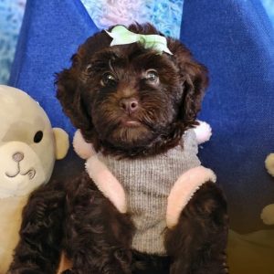 Doodles Mini Chocolate
