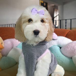 Doodles Mini