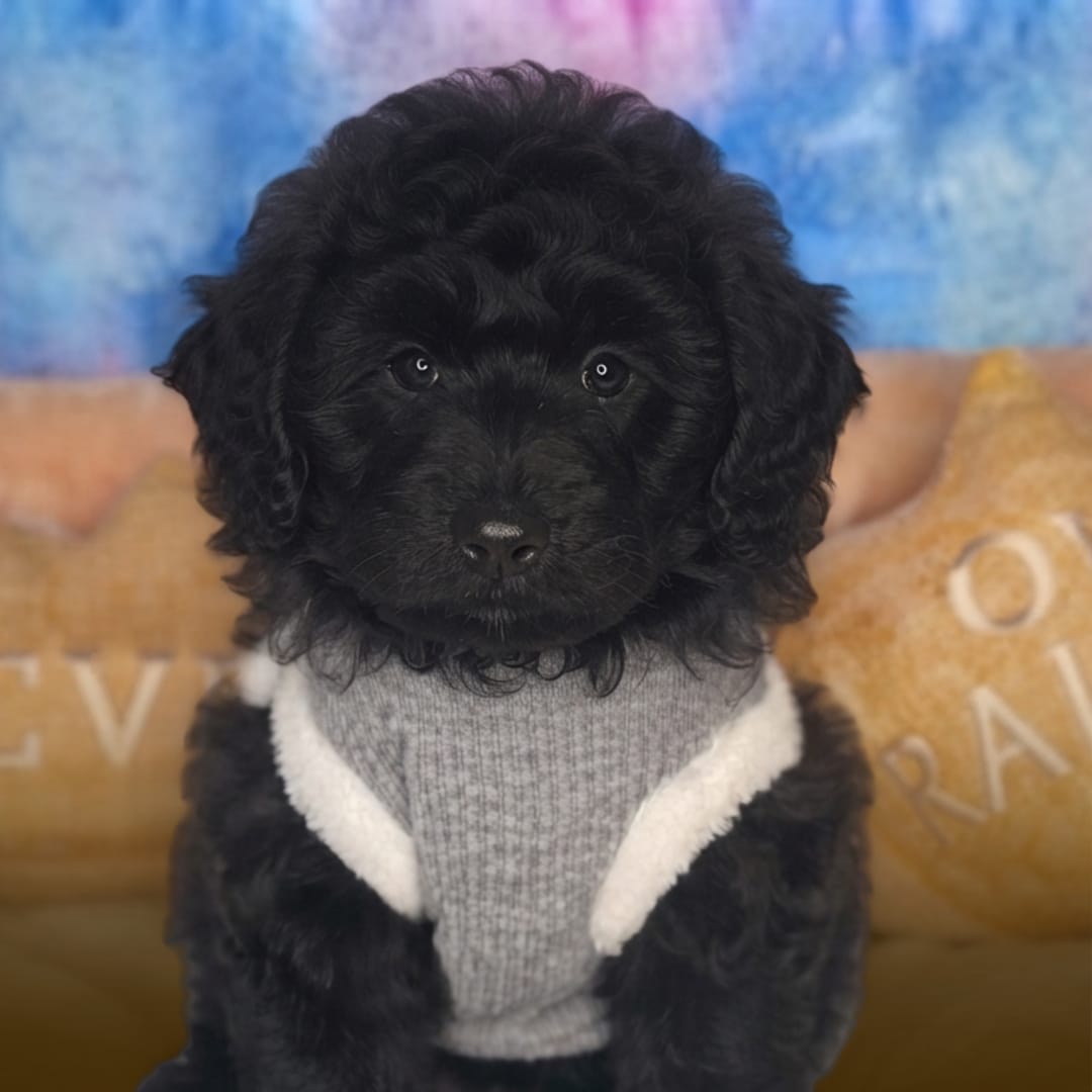 CHOWPOO NEGRO