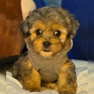 DOODLES MINI