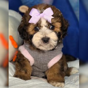 DOODLES MINI